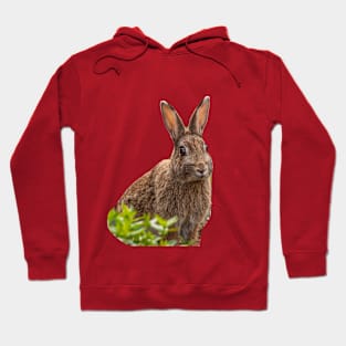 Alert Wild Rabbit Hoodie